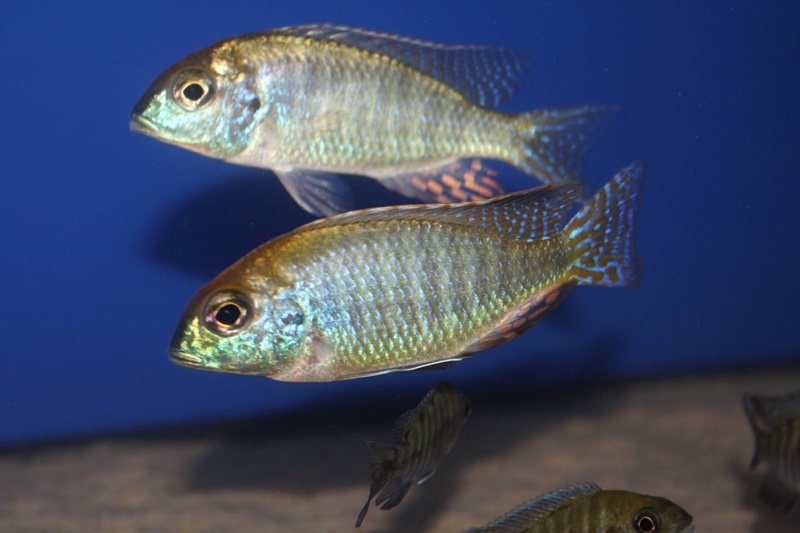 Lethrinops sp. 'red cap' Mdoka